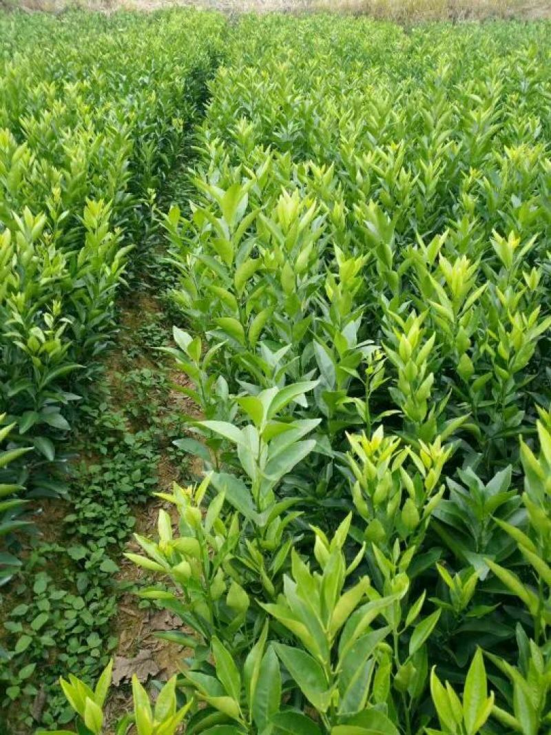 沃柑苗50~80cm