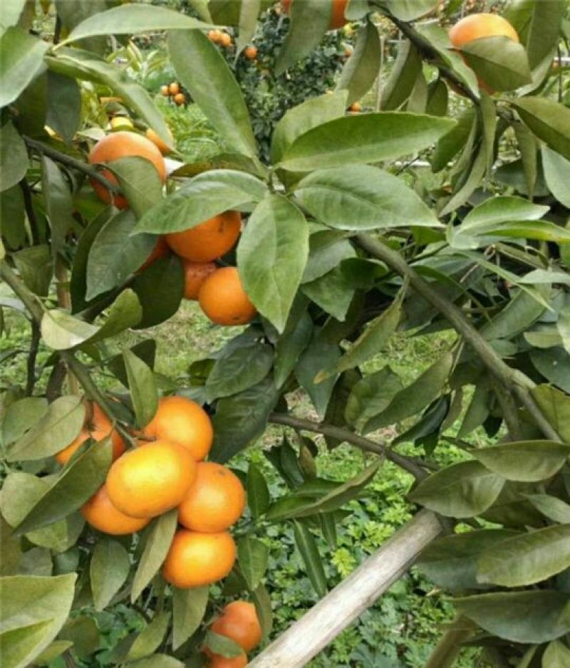 沃柑苗50~80cm