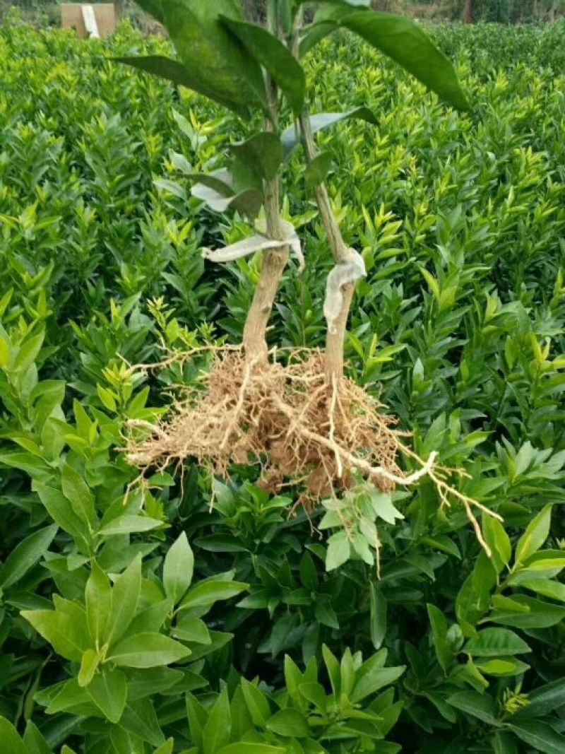 沃柑苗50~80cm