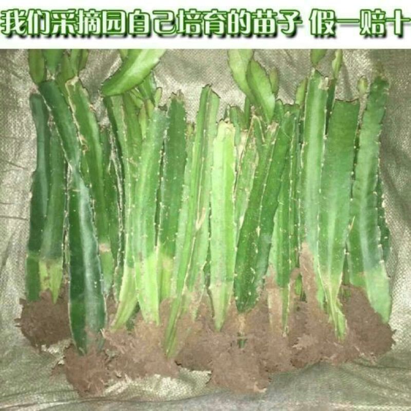 火龙果苗20~30cm种苗