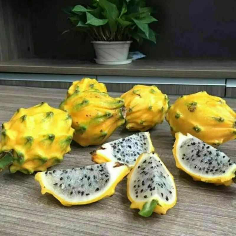 火龙果苗20~30cm种苗