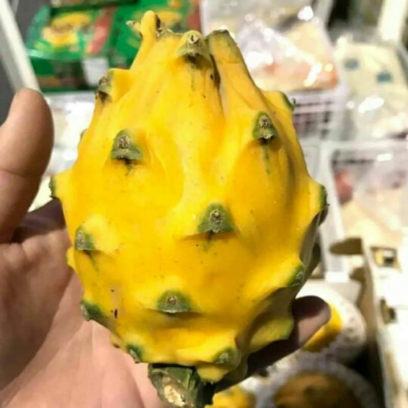 火龙果苗20~30cm种苗