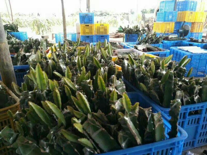 火龙果苗20~30cm种苗