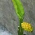 火龙果苗20~30cm种苗