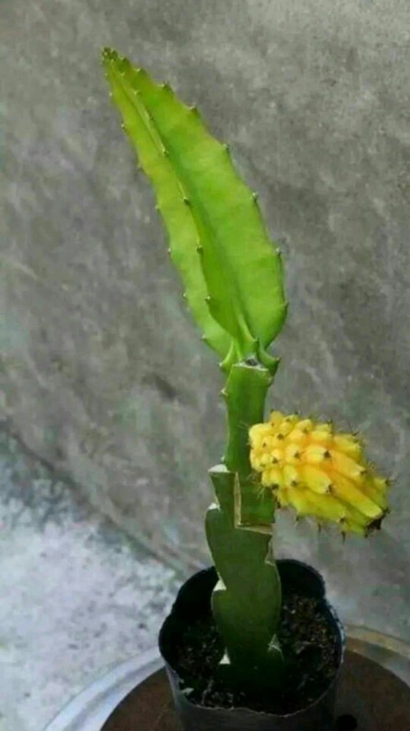 火龙果苗20~30cm种苗