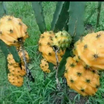 火龙果苗20~30cm种苗