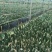 火龙果苗20~30cm种苗