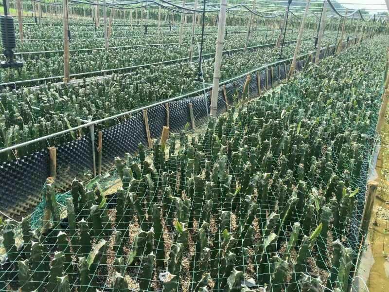 火龙果苗20~30cm种苗