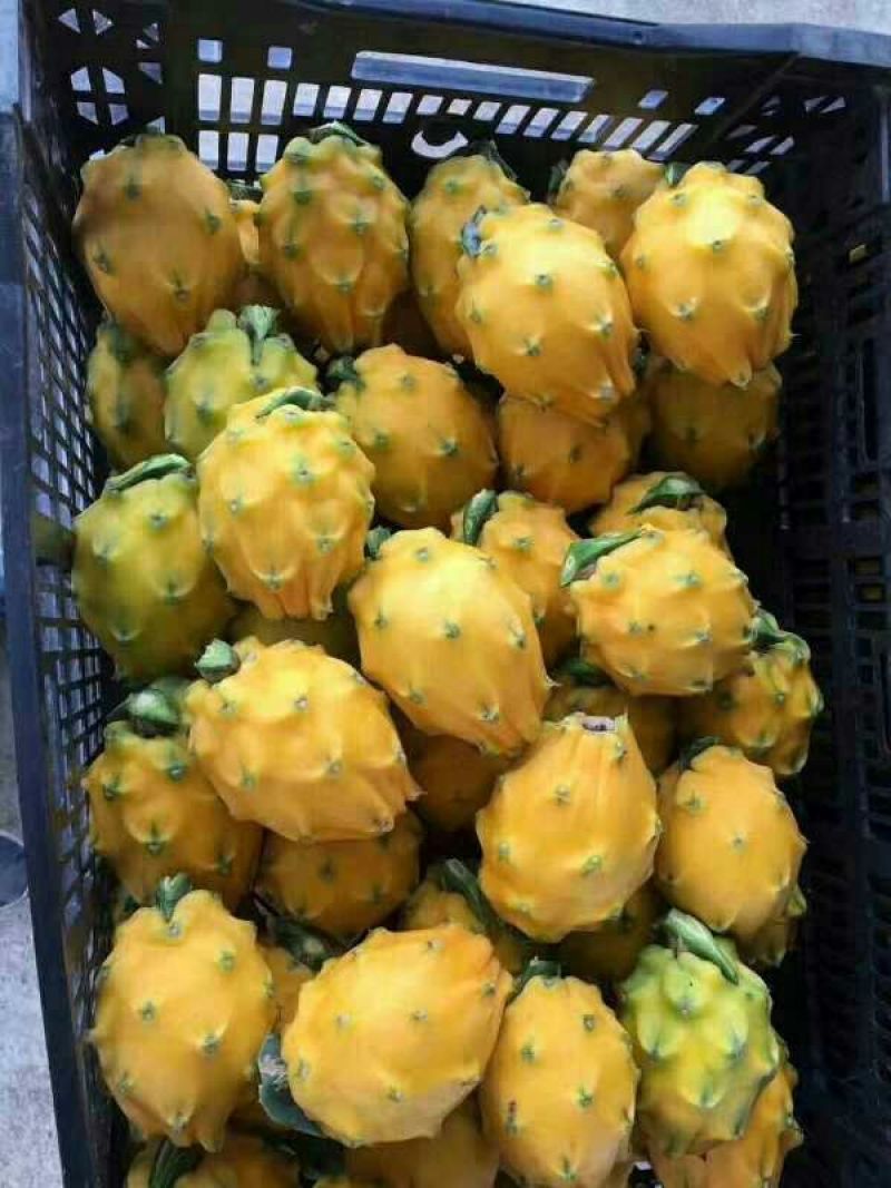 火龙果苗20~30cm种苗