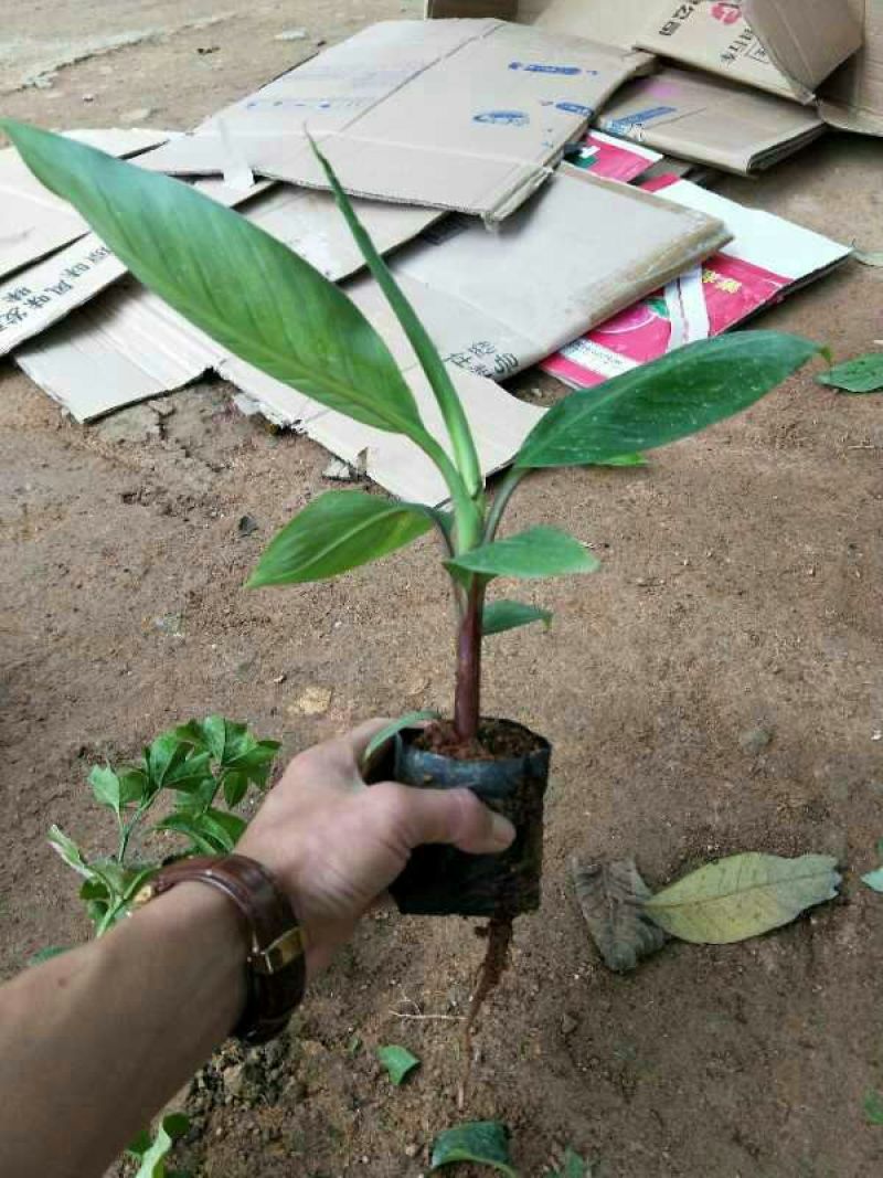 红香蕉苗1~2年一级良种
