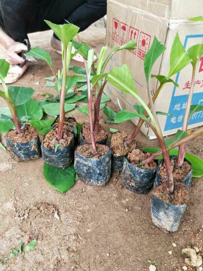 红香蕉苗1~2年一级良种