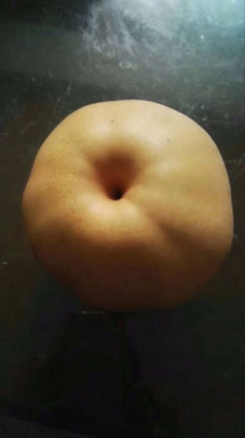 梨树苗柱状梨树苗品种供应