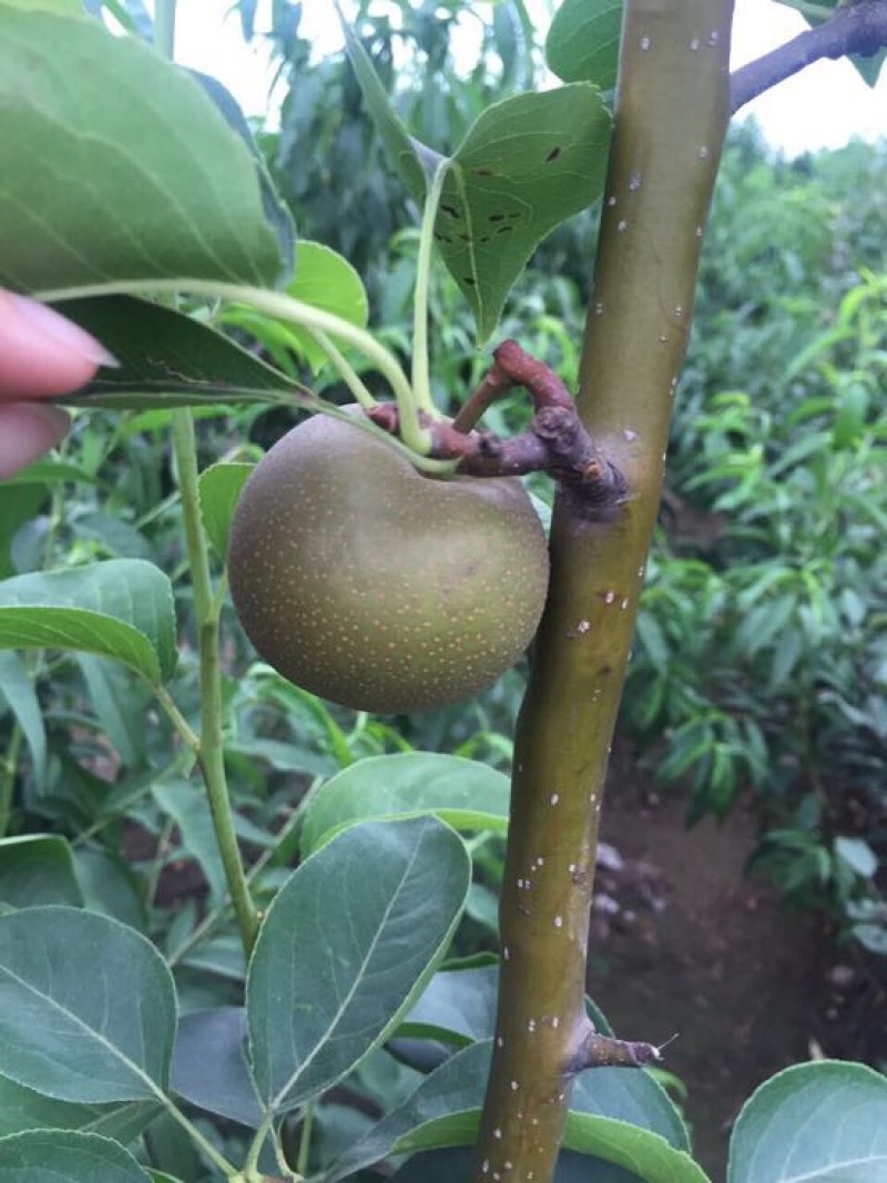 梨树苗柱状梨树苗品种供应