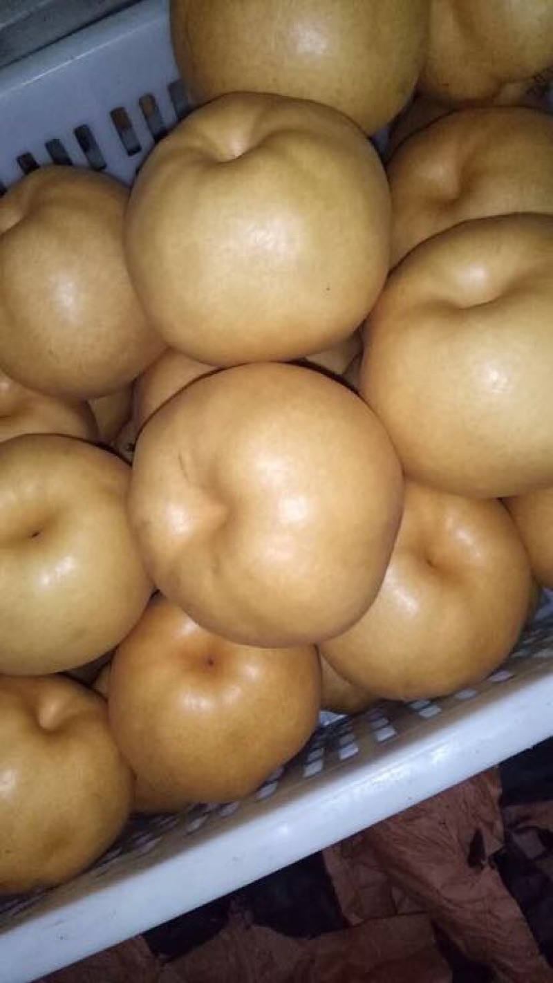梨树苗柱状梨树苗品种供应