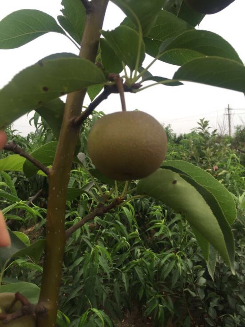 梨树苗柱状梨树苗品种供应