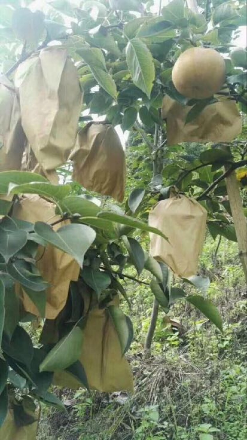 梨树苗柱状梨树苗品种供应