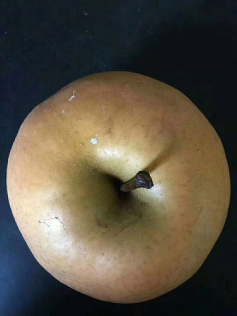 梨树苗柱状梨树苗品种供应