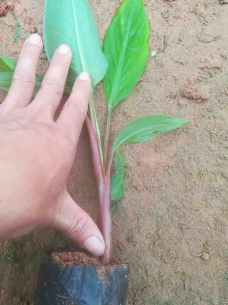 红香蕉苗1~2年一级良种