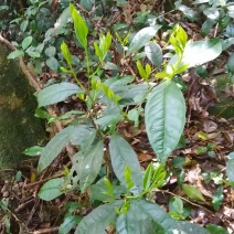 纯野生高山古树岩茶(阳光杀青，手工制作)