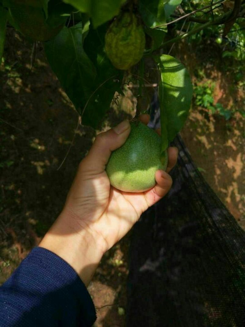 满天星百香果苗10~20cm