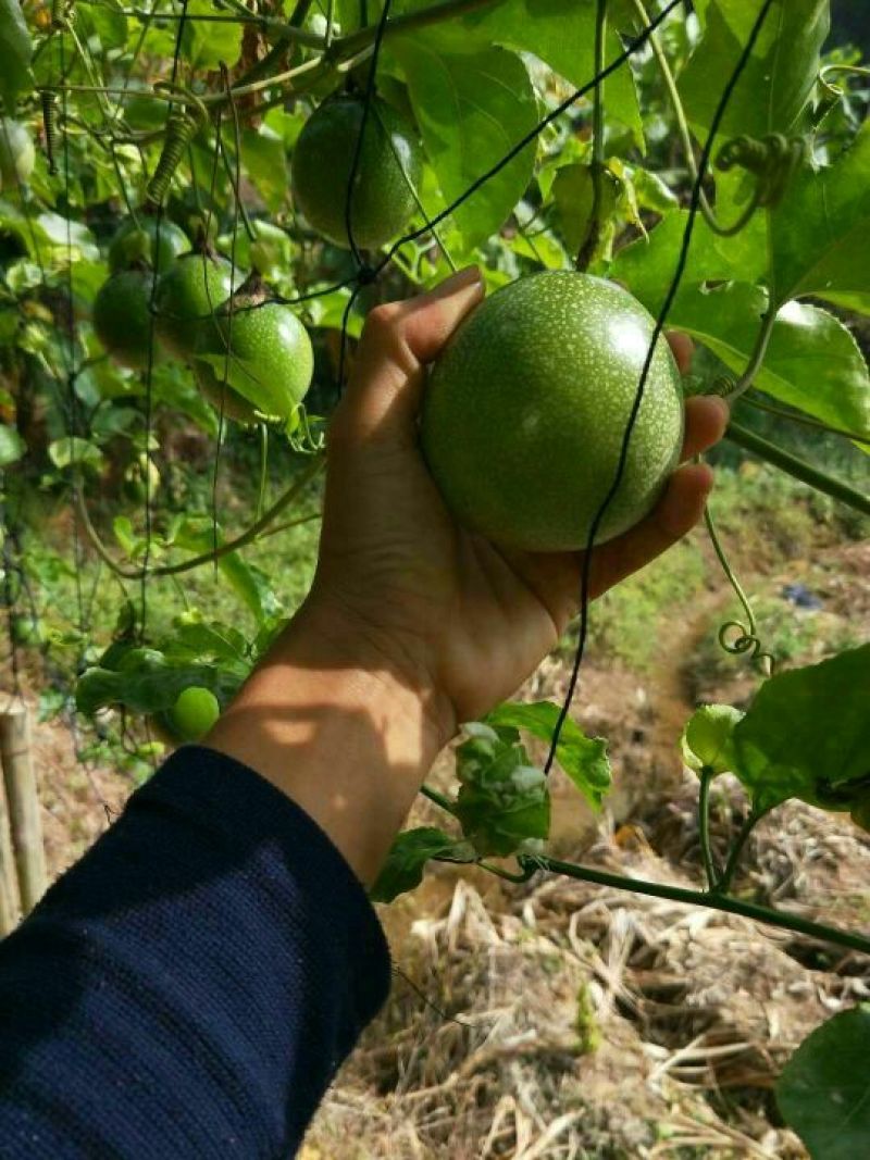 满天星百香果苗10~20cm