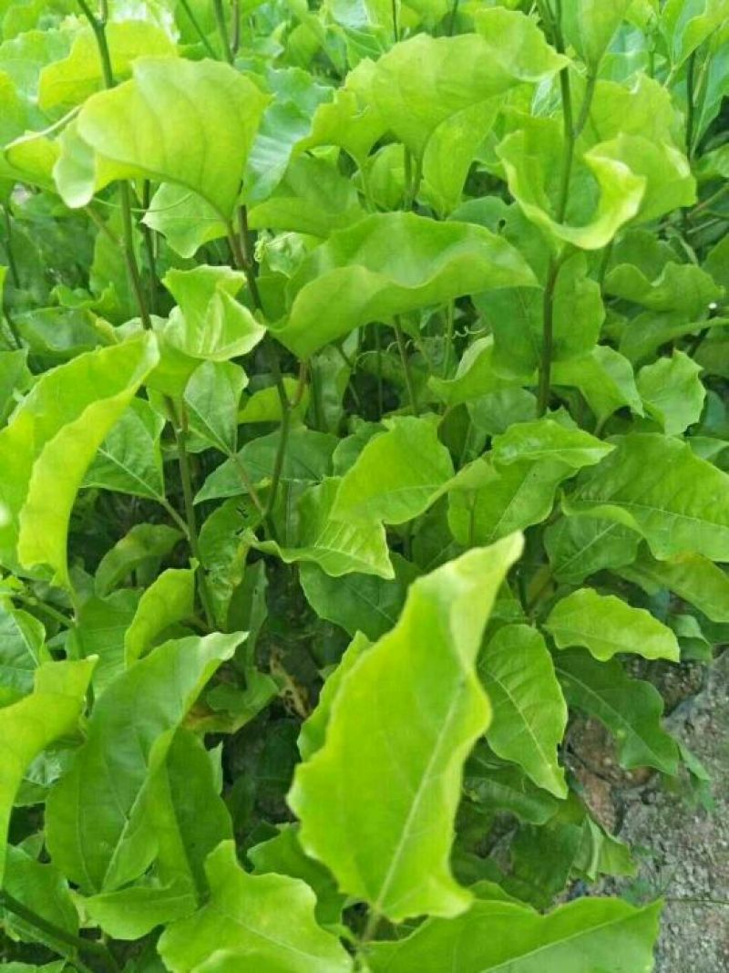 满天星百香果苗10~20cm