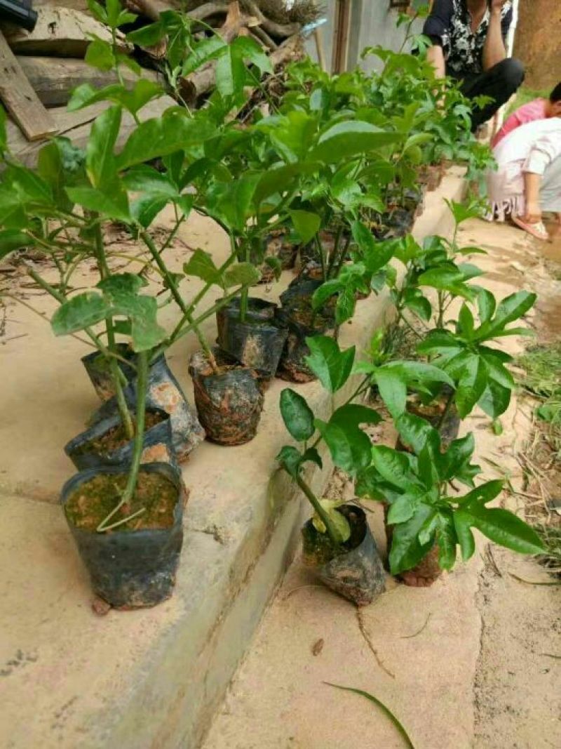 满天星百香果苗10~20cm