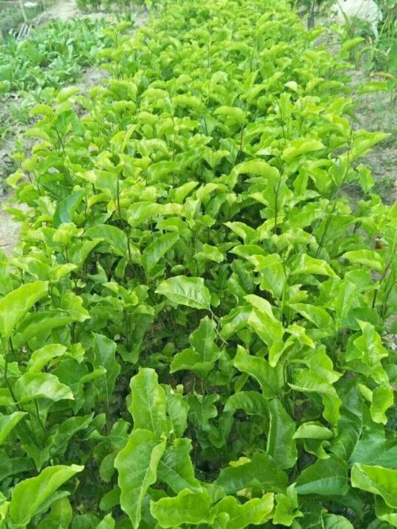 满天星百香果苗10~20cm