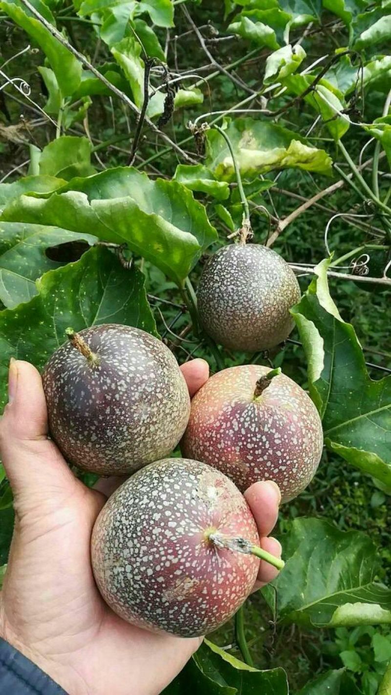 满天星百香果苗10~20cm