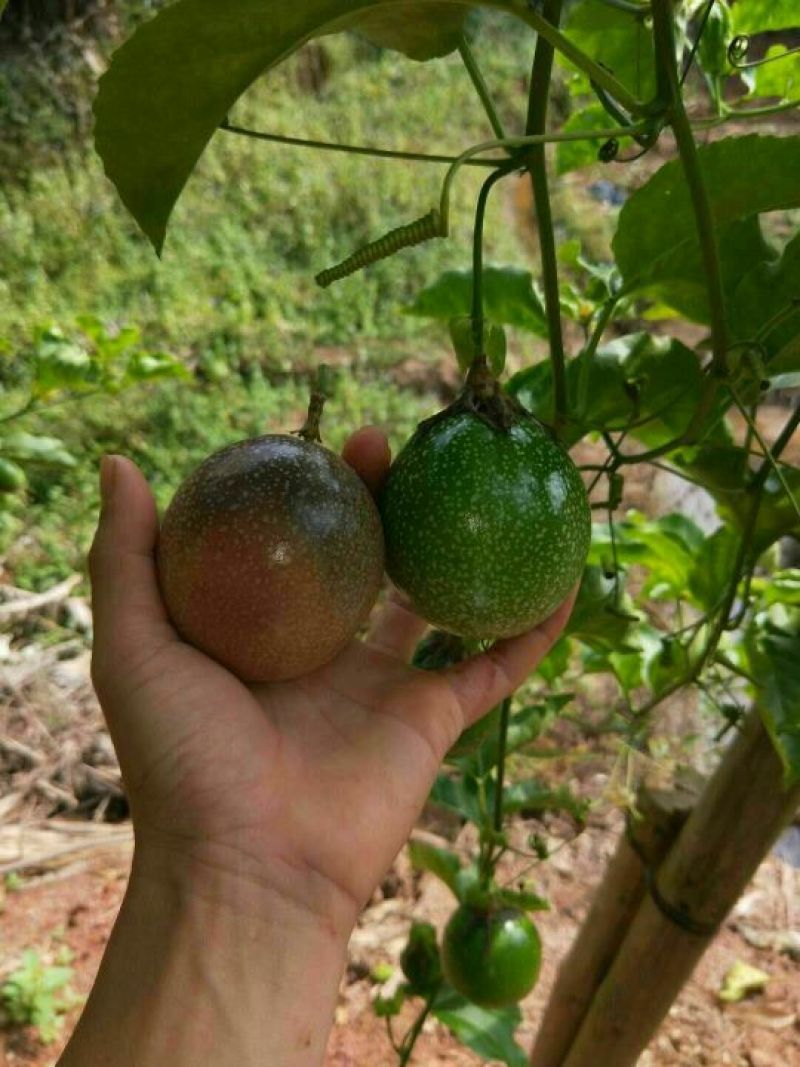 满天星百香果苗10~20cm
