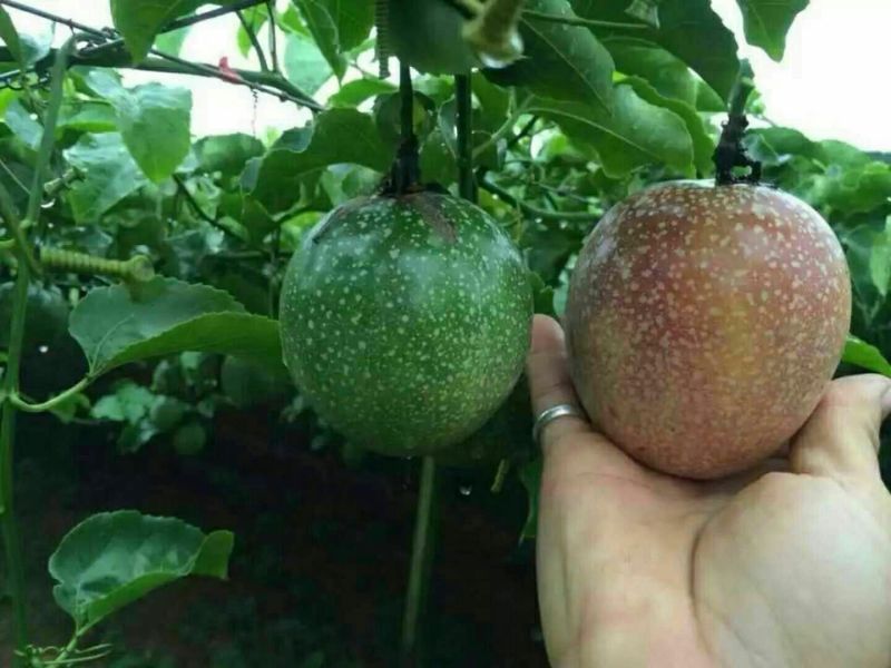 满天星百香果苗10~20cm