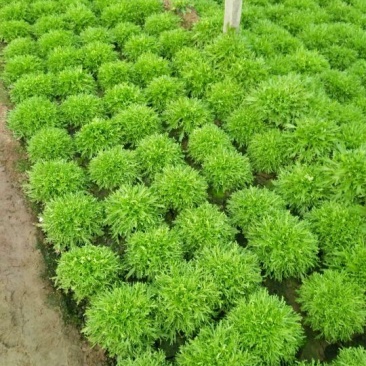 苦菊10~12cm