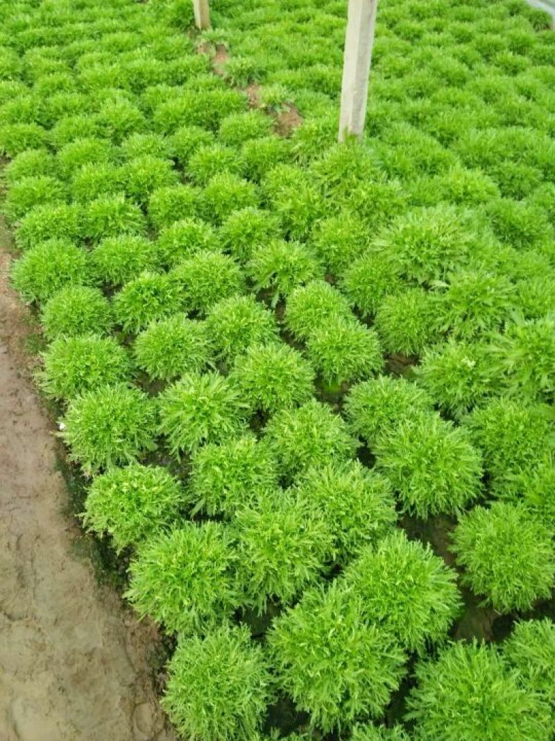 苦菊10~12cm