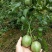 紫香1号百香果苗10~20cm