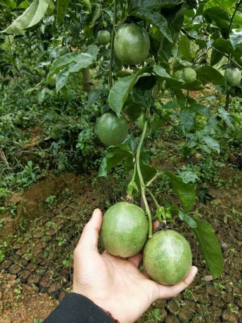 紫香1号百香果苗10~20cm