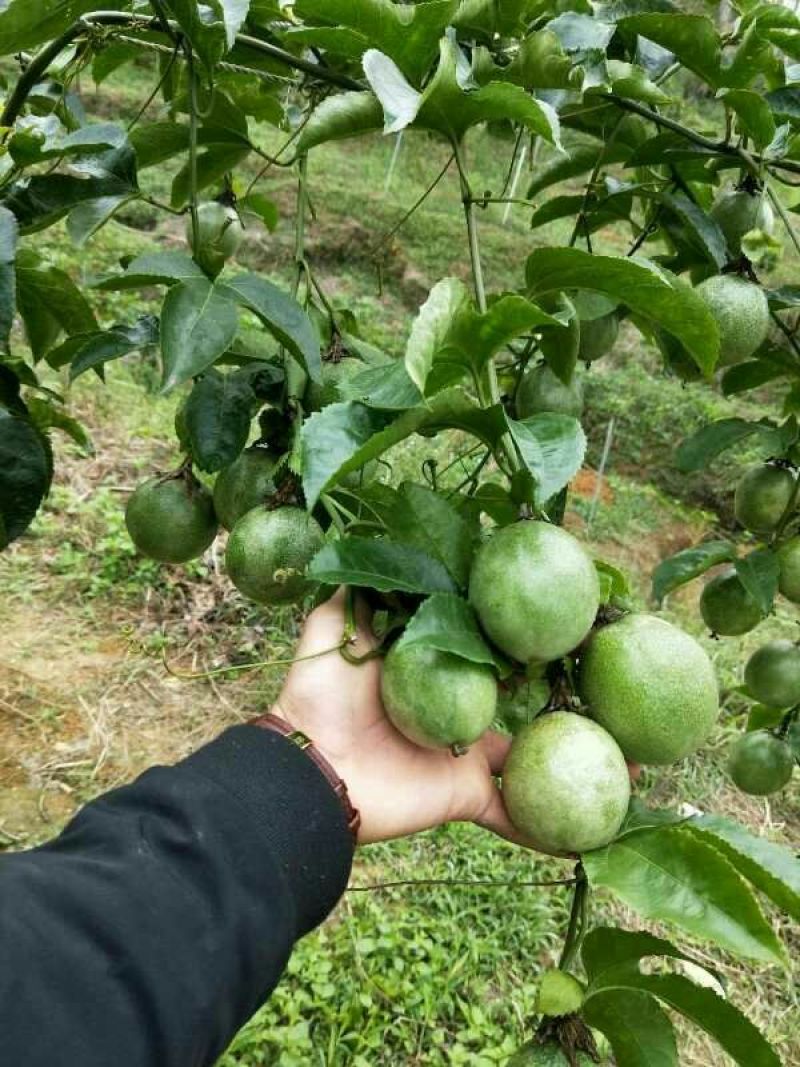 紫香1号百香果苗10~20cm