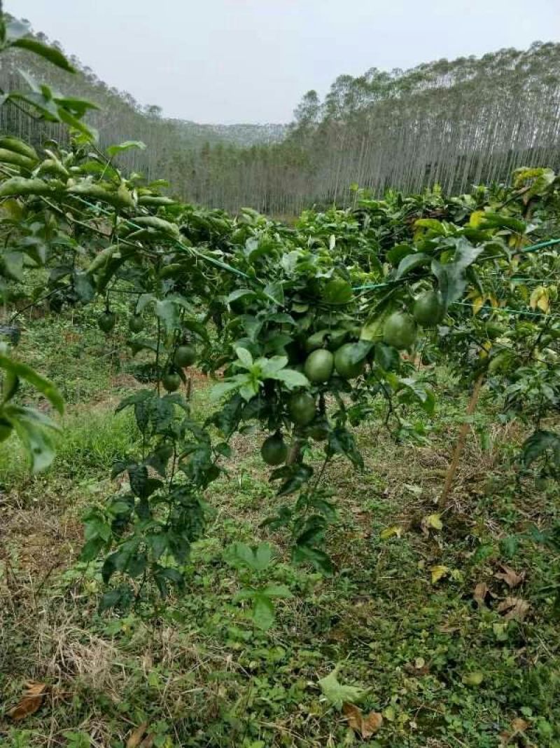 紫香1号百香果苗10~20cm