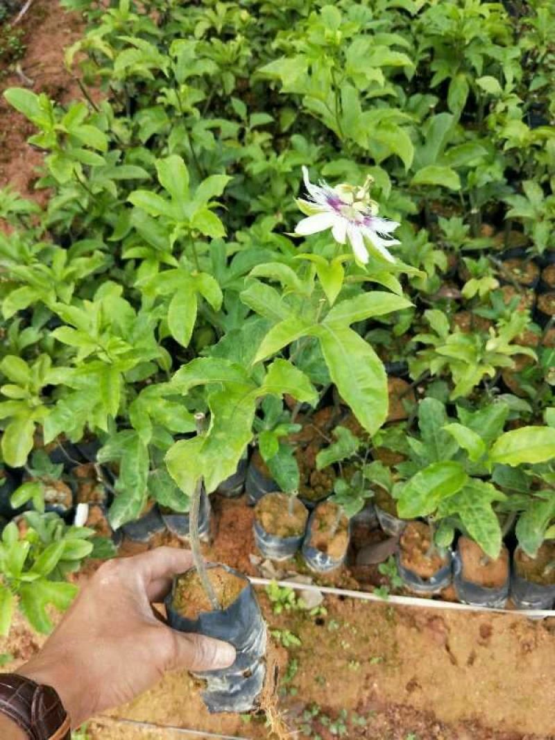 紫香1号百香果苗10~20cm
