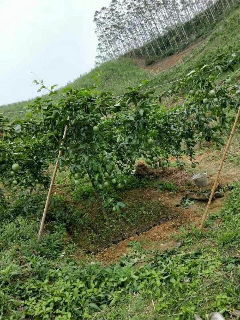 紫香1号百香果苗10~20cm
