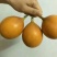 哥伦比亚黄金百香果种苗10~20cm