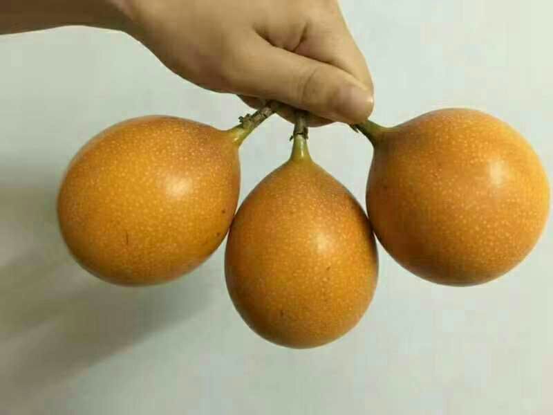 哥伦比亚黄金百香果种苗10~20cm