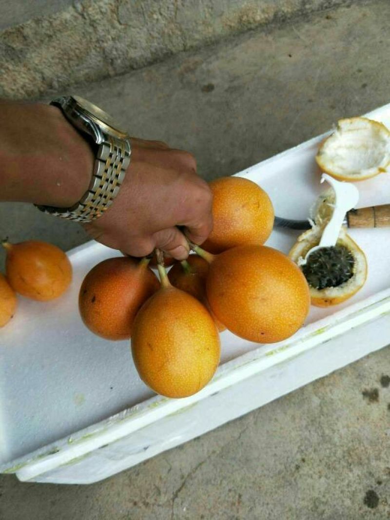 哥伦比亚黄金百香果种苗10~20cm