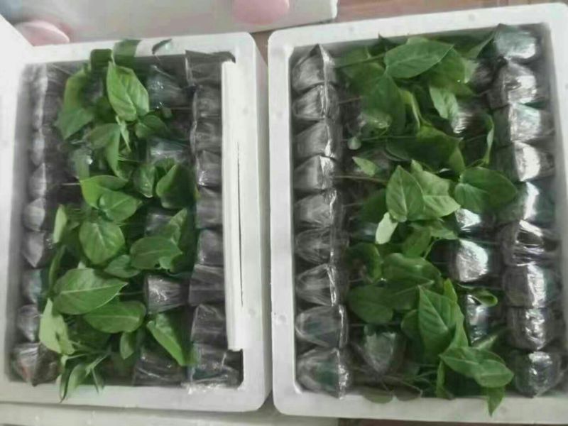 哥伦比亚黄金百香果种苗10~20cm