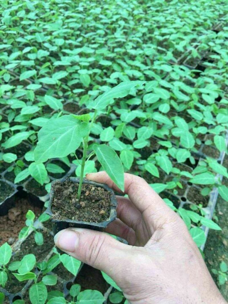 哥伦比亚黄金百香果种苗10~20cm