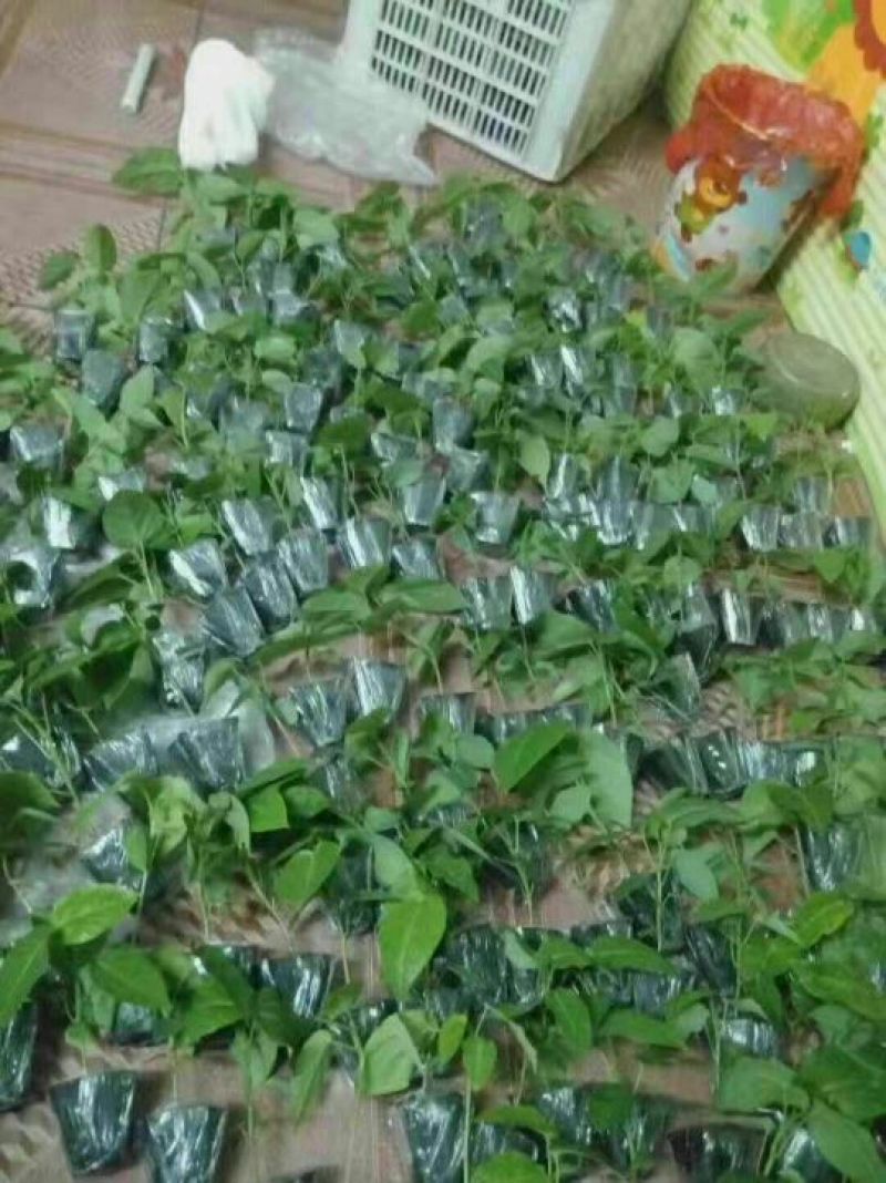哥伦比亚黄金百香果种苗10~20cm