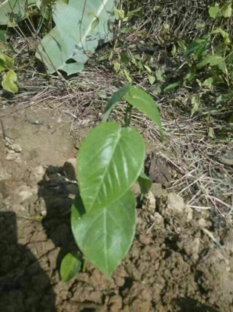 哥伦比亚黄金百香果种苗10~20cm
