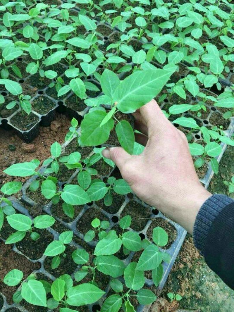 哥伦比亚黄金百香果种苗10~20cm