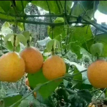 哥伦比亚黄金百香果种苗10~20cm