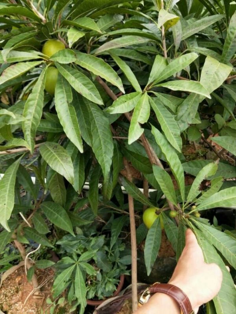 百香果苗20~30cm