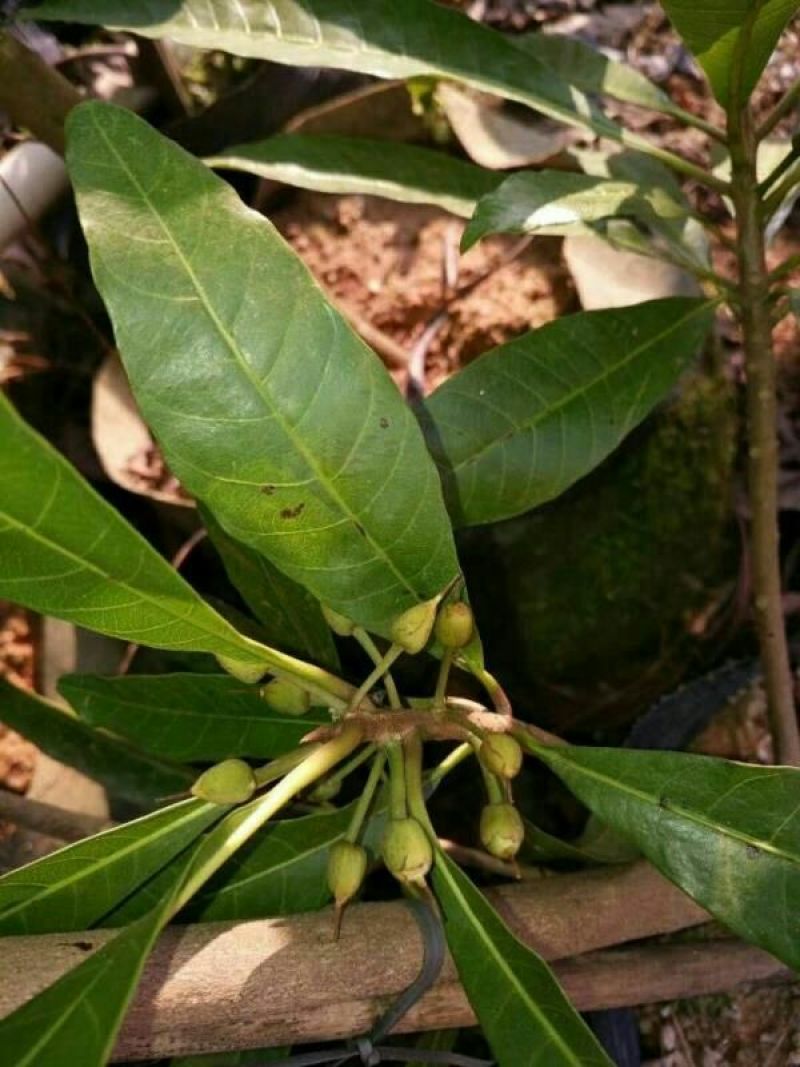 百香果苗20~30cm